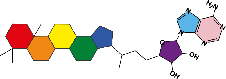 Structure of an organic molecule called adenosylhopane