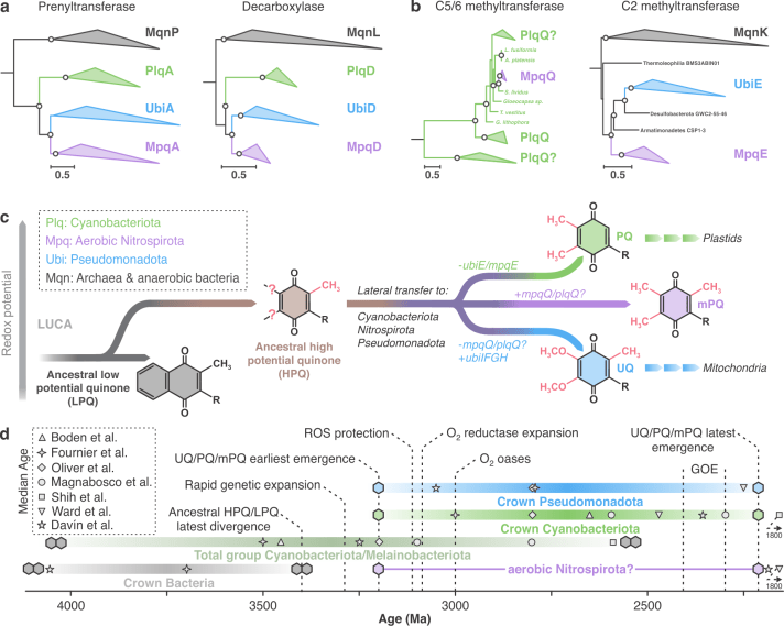 A screenshot of a scientific article showing the evolution of respiratory quinones in Nitrospirota