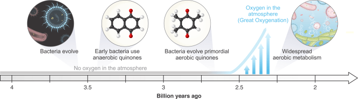 A timeline of bacterial evolution showing the evolution of quinones used by bacteria for aerobic respiration before the great oxygenation event